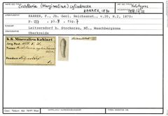 Karteikarte zum Holotyp von Cristellaria (Marginulina) cylindracea Karrer, 1870